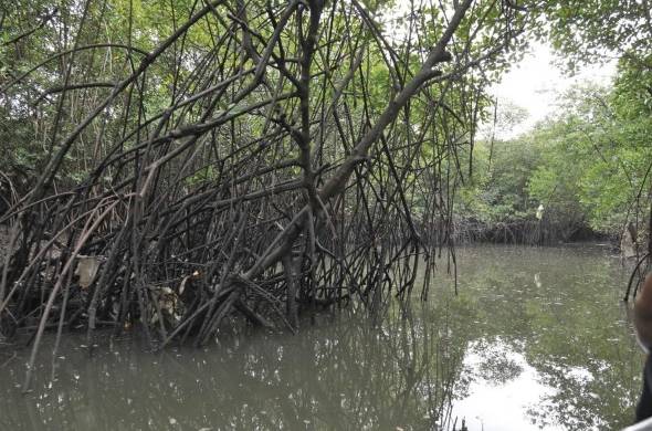 Los ecosistema de manglares son importantes para prevenir que el nivel del mar suba.