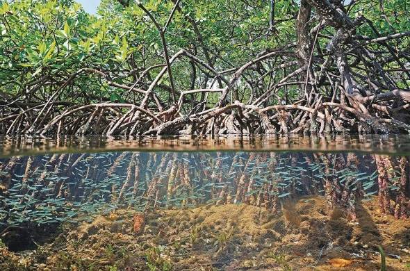 El estudio busca servir de ayuda para el desarrollo de iniciativas que protejan los manglares.