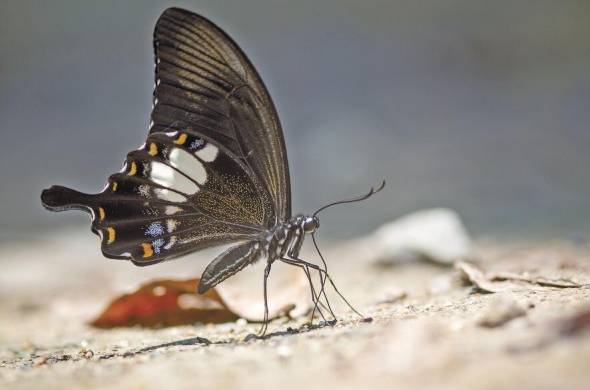 Algunos ejemplos de bioindicadores son las mariposas.