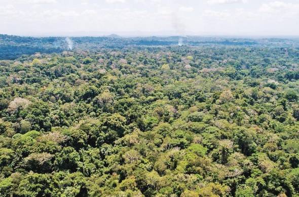 Los datos en hectáreas y porcentajes de los Bosques y Otras Tierras Boscosas para el año 2021 y el resultado reflejaron que Panamá cuenta en cobertura con un 68%.