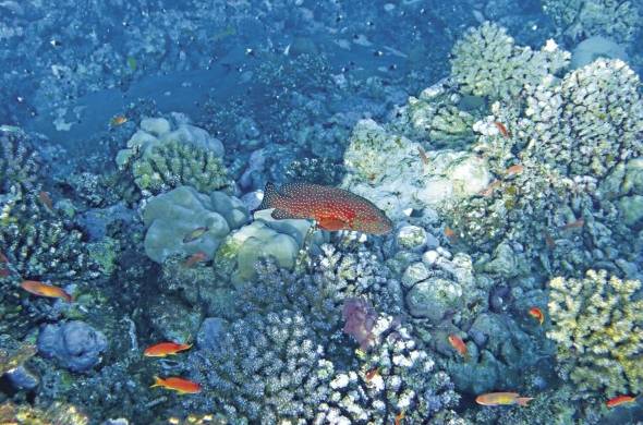 Miles de especies dependen de los arrecifes de coral para refugio y alimentación. Océano del Mar Rojo en la costa de Arabia Saudita.