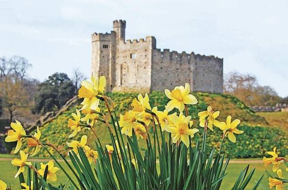 Castillo de Cardiff, en Gales, detrás de Daffodils, la flor nacional galesa.