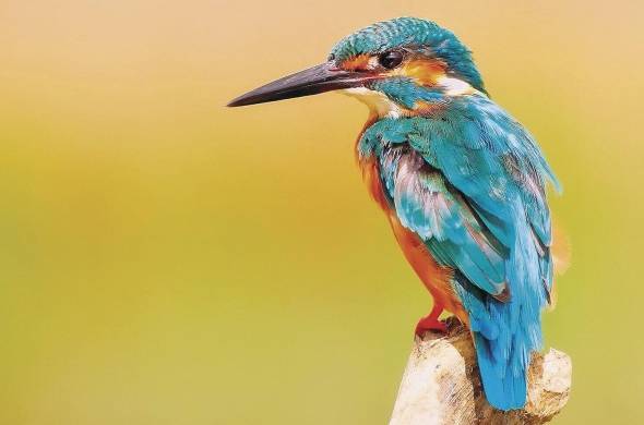 Panamá cuenta con hábitats que albergan más de 1,000 especies de aves.