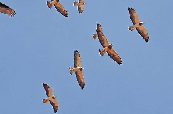 Se estima que cerca de un 15% de las aves registradas en el país son migratorias.