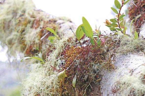 Árbol con musgo. Nuevo de nombre científico 'Ceratolejeunea panamensis'.