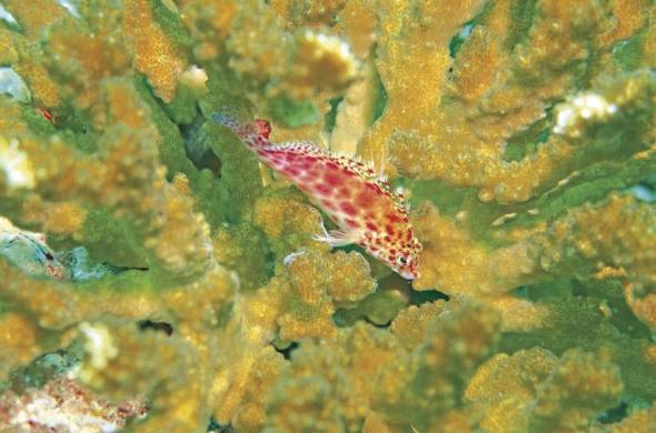Los corales son un hábitat importante para muchas especies de peces, como este halcón de coral, en el Parque Nacional Coiba.