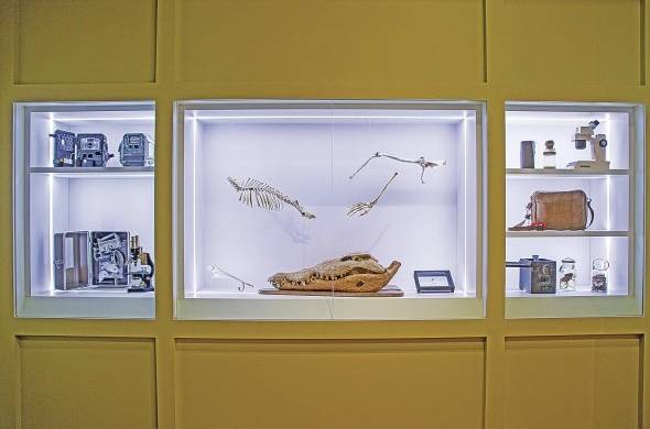 La muestra en el Museo del Canal: réplicas de cráneos del mono aullador y ñeque.