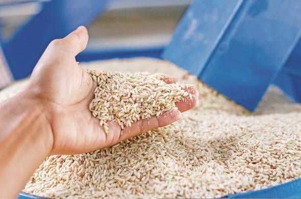 El precio mundial del arroz alcanzó en agosto su nivel más alto en 15 años, con un incremento de 9,8% en un mes.