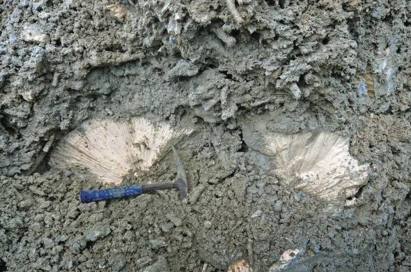 El coral fosilado de 7 mil años que arrojó pistas del pasado de los ecosistemas.