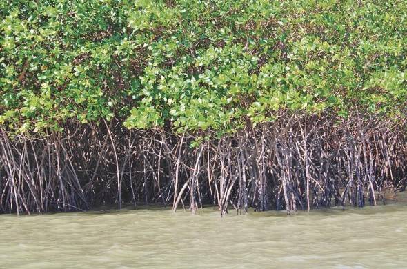 El territorio cuenta con 177.293 hectáreas de manglar en el país, de las cuales 164.124 están en el litoral Pacífico y las restantes 13.169 están en el Caribe.