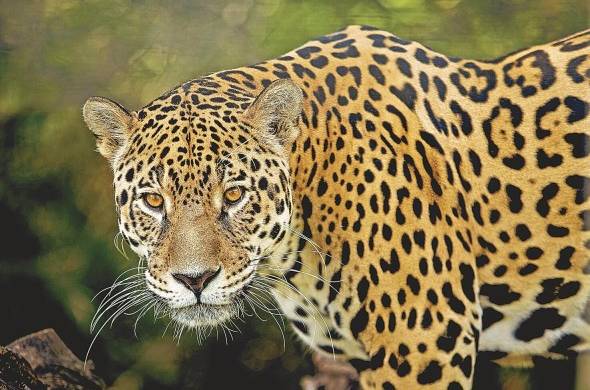 El corredor biológico Colón alberga una gran representación de los mamíferos de Panamá, incluyendo al jaguar.