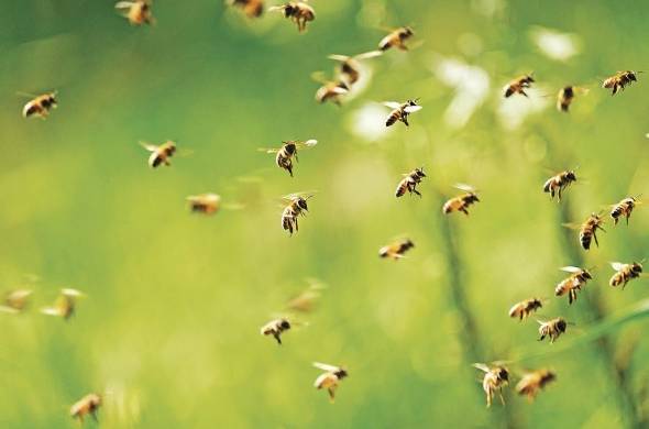 La FAO ha alertado a las naciones que las especies asociadas a la biodiversidad, como las abejas y los peces, están gravemente amenazadas.