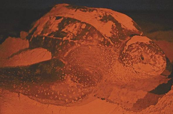 Paula es una tortuga baula que anidó en playa Chiriquí.