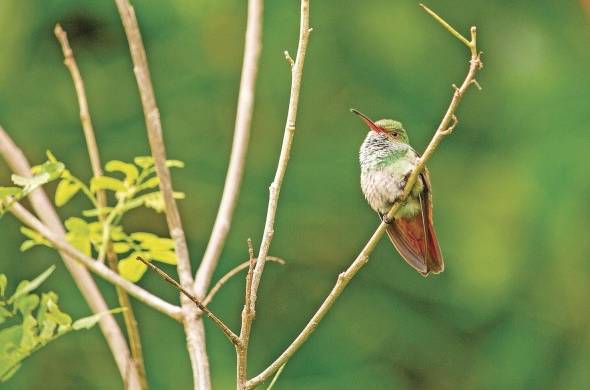 La Sociedad Nacional Audubon ha estado trabajando para apoyar la acción científica y de conservación en Panamá desde 2006.