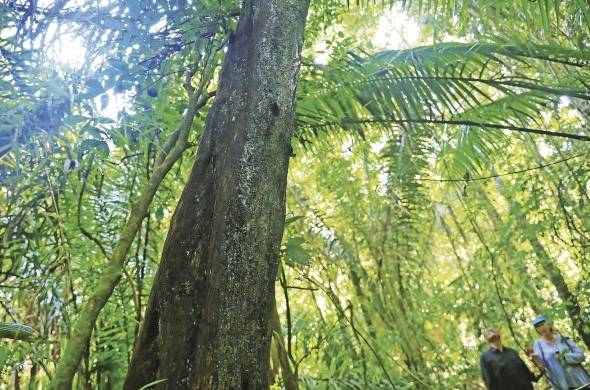 Cocobolo en pie del Parque soberanía, donde se evidencia la tala ilegal de la especie prohibida desde 2014 por MiAmbiente, a pesar de que la comercialización está regulada para asegurar la sostenibilidad.