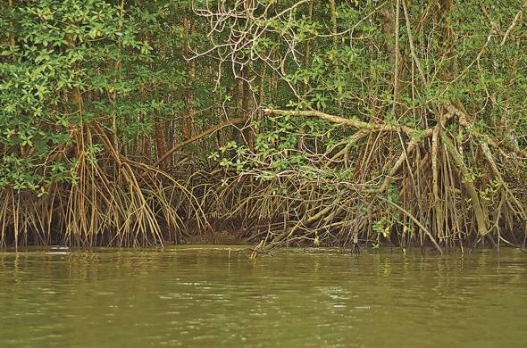 El mangle rojo forma parte de las siete especies de mangle que hay en la bahía de Panamá