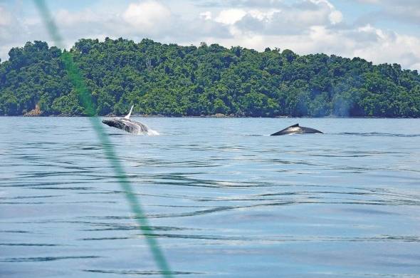 Inmensas ballenas jorobadas provenientes del Pacífico Sur migran a nuestras aguas tropicales para reproducirse y dar a luz a sus crías. Coiba es un de esos sitios privilegiados donde se le puede observar.