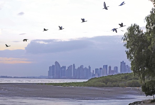Panamá, un cielo privilegiado para el avistamiento de aves