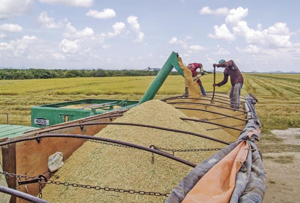 Panamá tiene un consumo de arroz de 70 kg al año por persona.