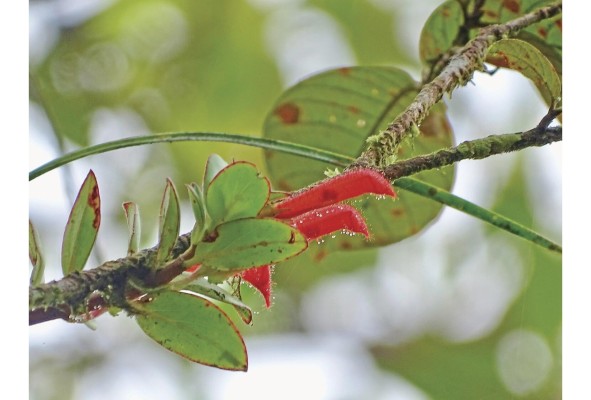 Cerro Trinidad, senderismo, aventura y fauna