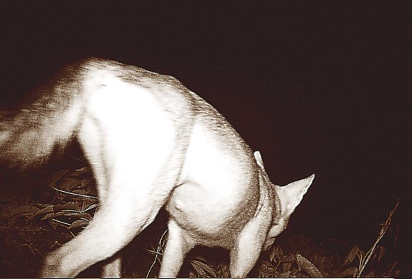 La fácil distribución del coyote fuera de su hábitat original se debe a que es una especie oportunista y se ha adaptado sin problema a los cambios de uso de suelo ocasionados por el hombre.