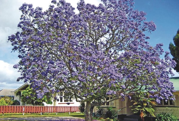 Árbol nazareno, común en la temporada de verano con propiedades medicinales.