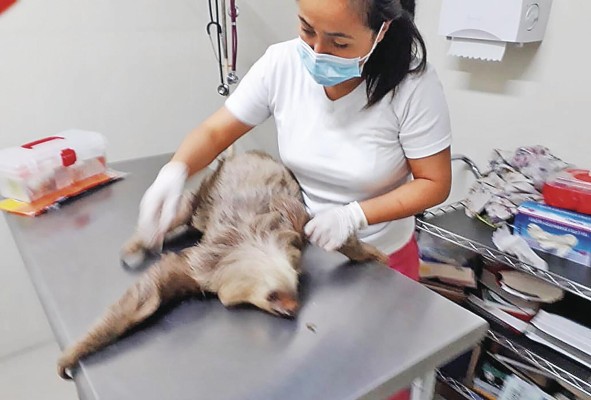Los incendios provocan el desplazamiento de los animales.