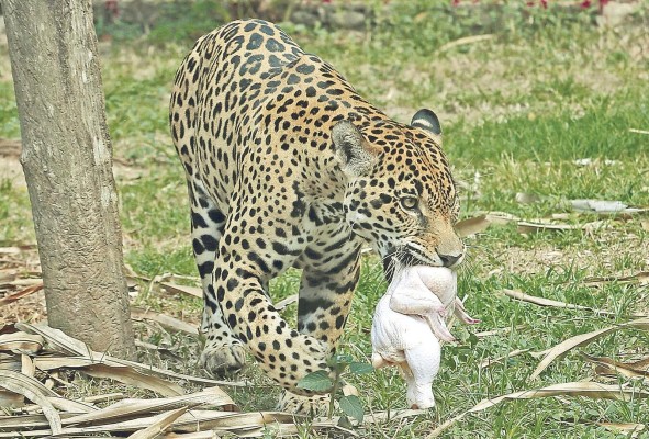 La alimentación de los animales ha estado garantizada.