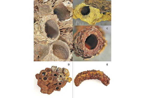 Células de 'Eufriesea surinamensis' (cada célula contenía una abeja en desarrollo) pintadas con material dorado durante la restauración de 1871-1876. A) Primer plano de la célula. B) Entrada de la célula pintada. C) Entrada de la célula que muestra los fragmentos de corteza utilizados por las abejas para construir sus nidos. D) Grupo de células pintado. E) vista lateral de una celda cubierta de hoja de oro.