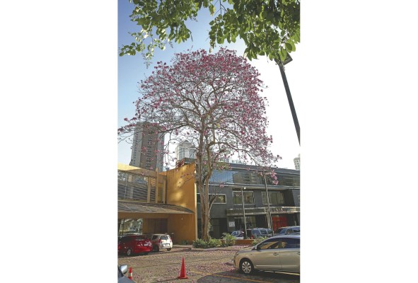 Los bosques urbanos incluyen bosques, árboles en las calles, árboles en los parques y jardines, y árboles en las esquinas de las calles.