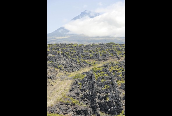 Vista de los corrales (currais) en los viñedos en Isla de Pico, Azores. Al fondo el volcán Pico