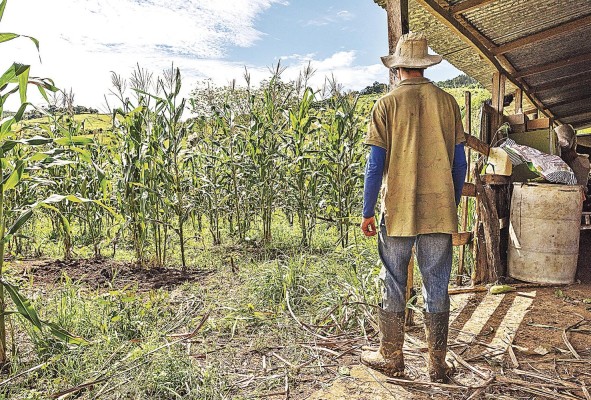 Al haber menor cantidad de suelos nutritivos la producción agrícola se puede reducir hasta un 50%, y los cultivos serán más pequeños y menos nutritivos para las personas.