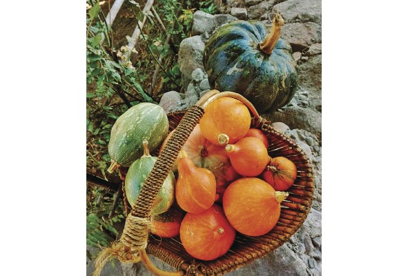 Variedad de zapallos, donaciones recibidas por Cocina Solidaria deTierras Altas