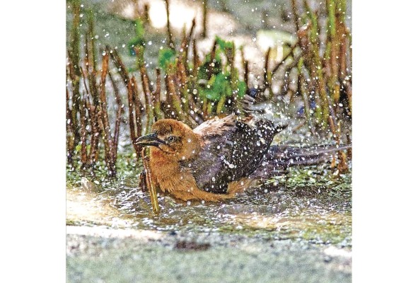 La biodiversidad que protege los manglares incluye más de 11 tipos de mangles en Panamá, esenciales para la recolección de CO2.