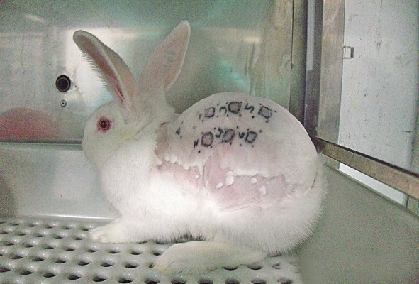 Secuelas de las pruebas realizadas a animales en los laboratorios.