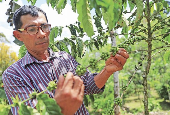 Jaime Núñez produce café, tiene más de 1,700 plantones en su finca.