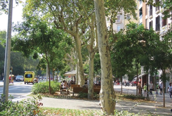 Ejemplo de arborización inteligente en Barcelona. Se utilizan varios niveles de arborización en una misma zona para aumentar la superficie sombreada.