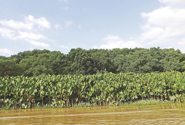 Castaño amazónico ('Montrichardia linifera')