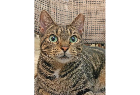 La gata Pimienta