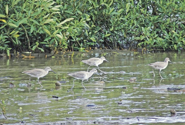 Los humedales son ecosistemas con gran diversidad biológica.