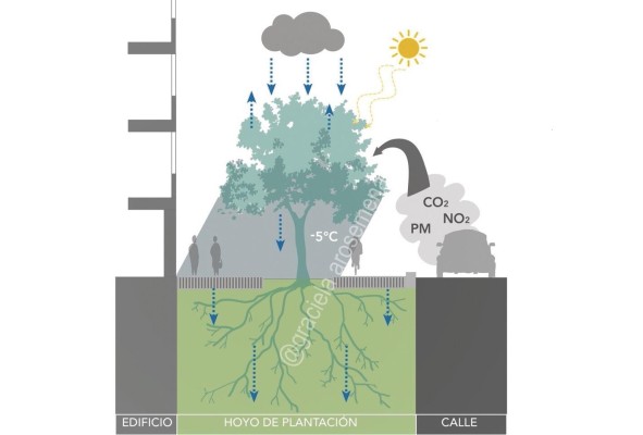 Funciones ambientales del árbol en la ciudad: prevención de escorrentía, infiltración de agua lluvia, mejora del microclima, filtración de radiación solar y absorción de contaminantes.