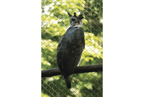 Águila harpía