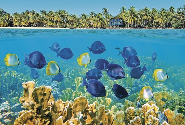 En Panamá existen alrededor de 130 especies; Guna Yala posee el 80% de este ecosistema.
