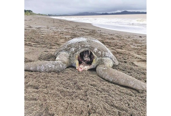 Los depredadores se llevan las cabezas de las tortugas.