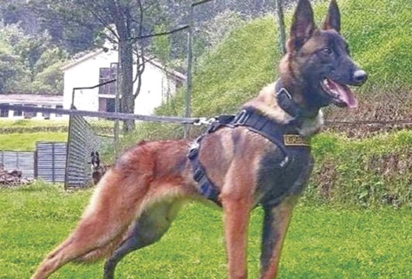 Wilson, un pastor belga malinois, lleva desde el 18 de mayo extraviado en la selva del Guaviare.