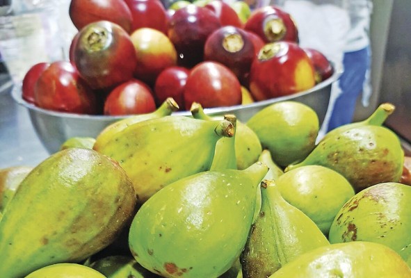 Higos cultivados en Cerro Punta