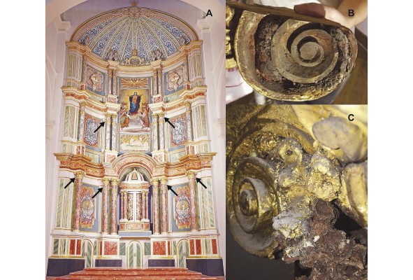 Lugar de anidación de 'Eufriesea surinamensis' dentro de la Catedral en Casco Viejo, Panamá. A) Esta vista de la restauración contemporánea indica el lugar donde anidaban las abejas antes de la restauración de 1871-1876 (flechas negras). B) Un rollo eliminado durante la restauración contemporánea que muestra células de abejas y material dorado aplicado durante la restauración anterior. C) Acercamiento mostrando celdas de abejas pintadas durante la restauración previa.