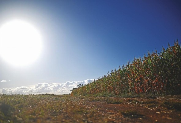 La FAO analiza el fenómeno de El Niño y recomienda acciones anticipadas para disminuir su impacto en el sector agropecuario de América Latina y el Caribe.