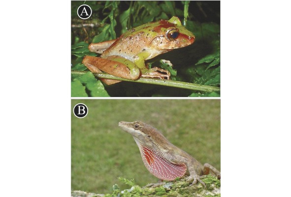 En la provincia de Darién se dio el hallazgo de varias especies endémicas herpetológicas.