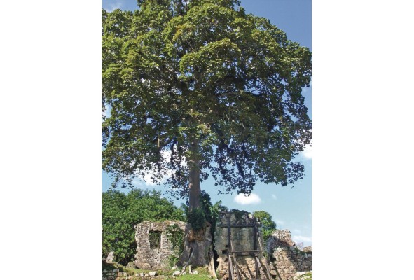 Paisaje cultural resultado de la interacción del hombre con la naturaleza.